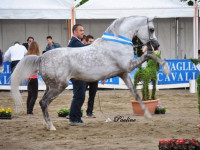 11-й Чемпионат России по Шоу Арабских лошадей